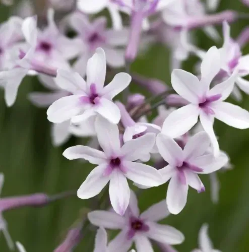 Zimmerknoblauch 'Purple Eye'