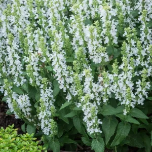 Steppen-Salbei 'Sensation White'