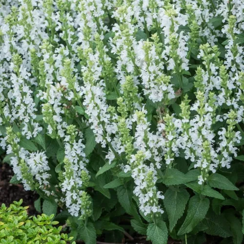 Steppen-Salbei 'Sensation White'