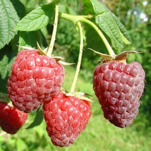 Himbeere 'Polesie'