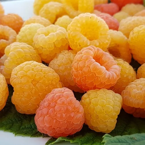 Himbeere 'Jantar'