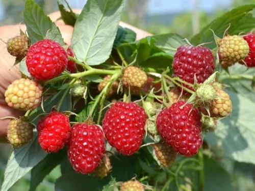 Himbeere 'Delniwa'