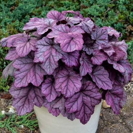 Purpurglöckchen 'Pink Panther'
