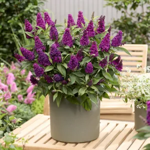 Sommerflieder Butterfly Candy 'Little Magenta'
