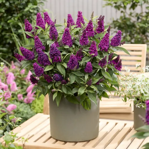 Sommerflieder Butterfly Candy 'Little Magenta'