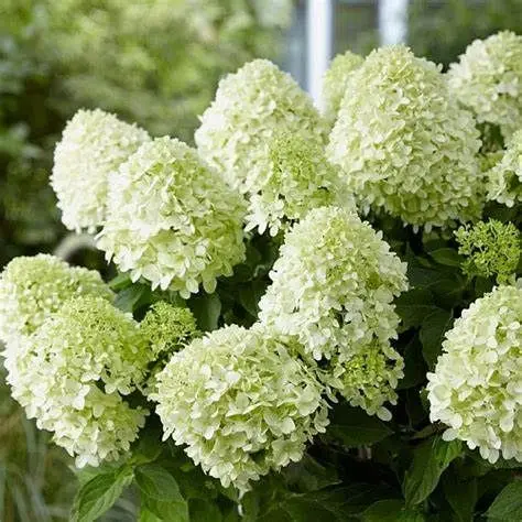 Rispenhortensie LITTLE ALF