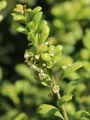 Ostrokrzew CONVEXA