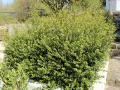 Ostrokrzew CONVEXA