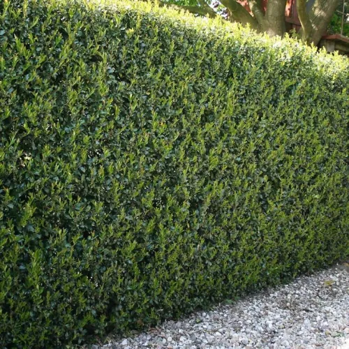 Stechpalme 'Green Hedge'