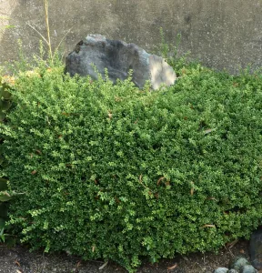 Ilex CONVEXA