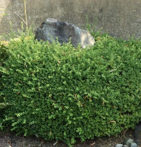 Ilex CONVEXA