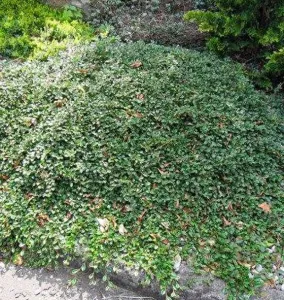 Teppichmispel 'Eichholz'