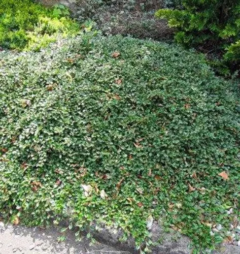 Teppichmispel 'Eichholz'