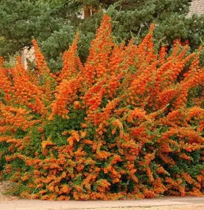 Roter Hartriegel ORANGE GLOW
