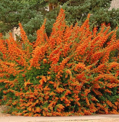 Roter Hartriegel ORANGE GLOW