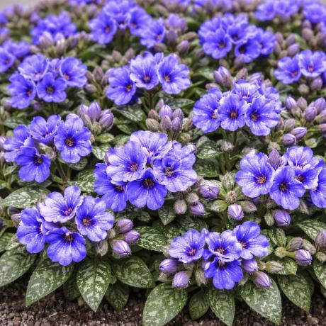 Lungenkraut NOVA 'Cobalt