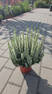Heidekraut  LONG WHITE