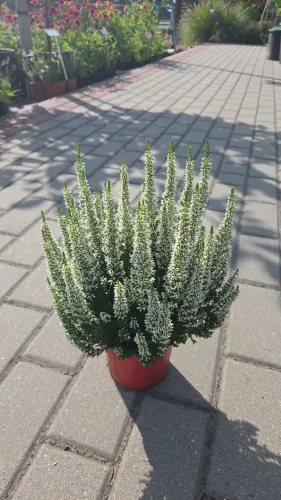 Heidekraut  LONG WHITE