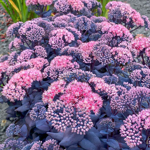Fetthenne 'Mojave Jewels Sapphire'
