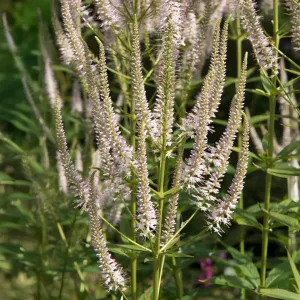 Virginischen Eisenkraut ROSEUM