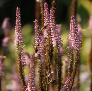 Virginischen Eisenkraut ERICA