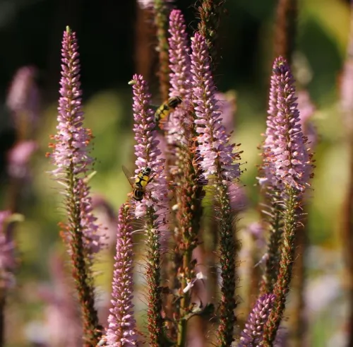 Virginischen Eisenkraut ERICA