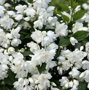 Falscher Jasmin SNOWBELLE