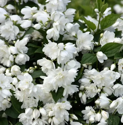 Falscher Jasmin SNOWBELLE