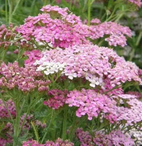 Schafgarbe 'Appleblossom'