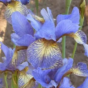 Sibirische Schwertlilie PEACOCK BUTTERFLY 'Banish Misfortune'