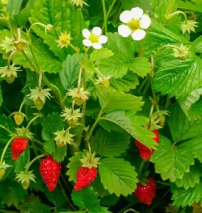 Monatserdbeere 'Regina'