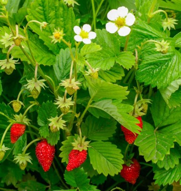 Monatserdbeere 'Regina'