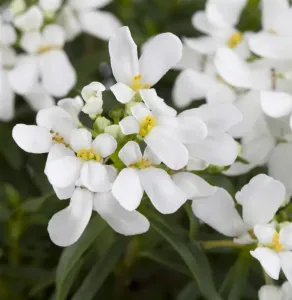 Immergrüne Schleifenblume SNOWFLAKE