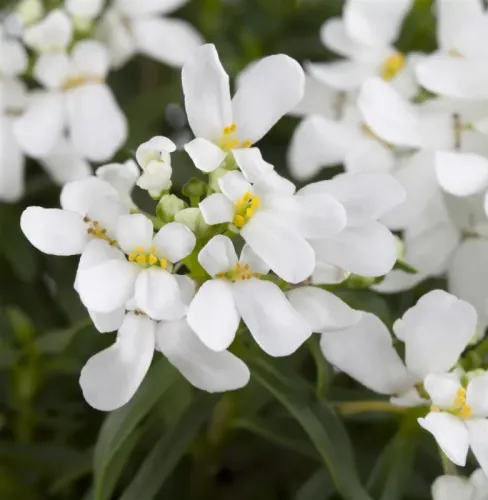 Immergrüne Schleifenblume SNOWFLAKE