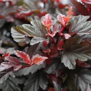 Pfeifenstrauch RED COMPACT