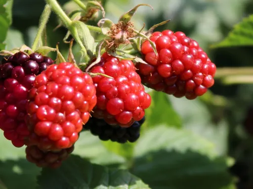 Loganbeere LOGANBERRY