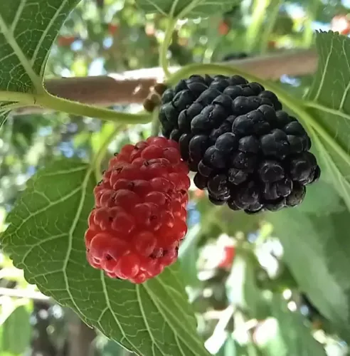 Weißer Maulbeerbaum MILANÓWEK