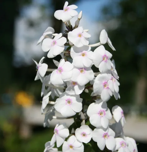 Wiesen-Phlox DELTA