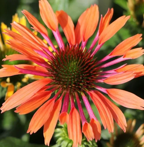 Sonnenhut PEARL ORANGE