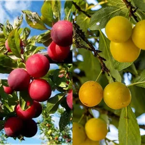 Pflaumenbaum DUO – MIRABELLE und RENEKLODE ALTHANS auf einem Baum
