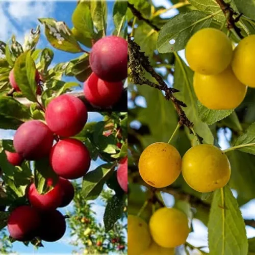 Pflaumenbaum DUO – MIRABELLE und RENEKLODE ALTHANS auf einem Baum