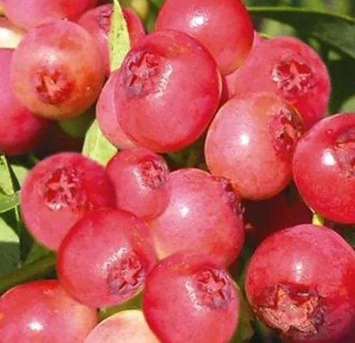 Blaubeere PINK LEMONADE