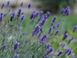 Schmalblättriger Lavendel