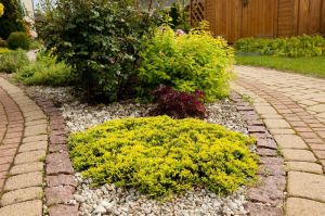 Juniperus media Goldschatz
