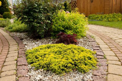 Juniperus media Goldschatz