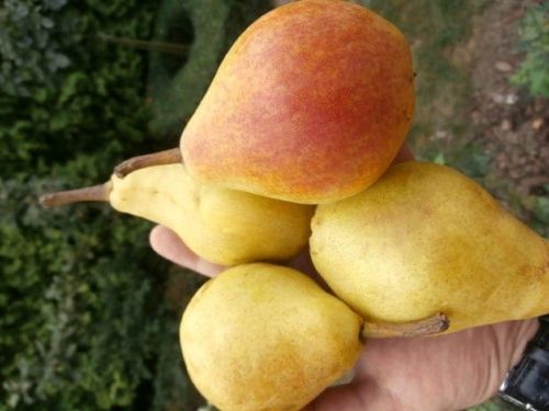 Birne ‘Klapsa – Faworytka’ im Topf