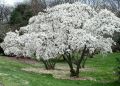 Magnolia japońska KOBUS