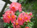 Azalia wielkokwiatowa JUANITA