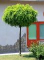 Akacja ROBINIA UMBRACULIFERA