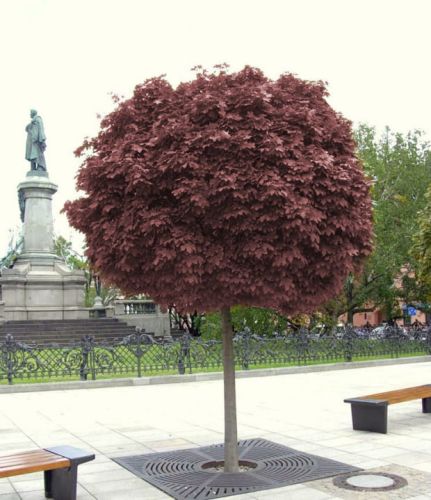 Roter Kugelahorn ‚Purple Globe‘